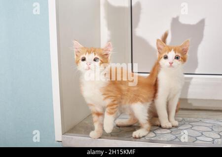 Zwei rothaarige Kätzchen sahen etwas Interessantes. Lifestyle Stockfoto