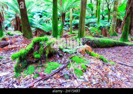 Immergrüner Regenwald tief im Mt Field National Park von Tasmanien - moosbedeckte Baumstämme aus Palmen, Farn und Kaugummibäumen. Stockfoto