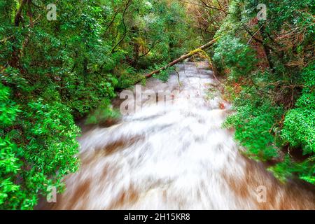 Der Nelson-Fluss wird unter Nelson im Nationalpark Tasmaniens durch immergrüne Regenwälder überschwemmt, während es stark regnet. Stockfoto