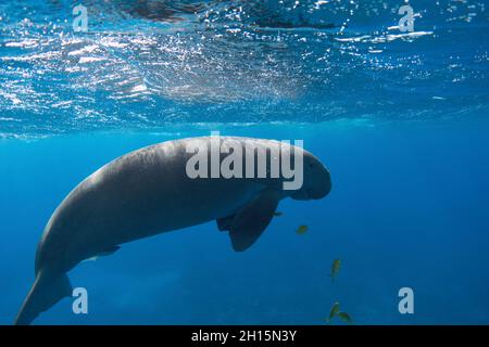 Dugong unter der blauen Meeresoberfläche Stockfoto