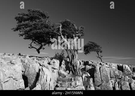 Schwarz-Weiß-Bild von Bäumen, die aus Kalksteinpflaster im Yorkshire Dales National Park, England, Großbritannien, wachsen. Stockfoto