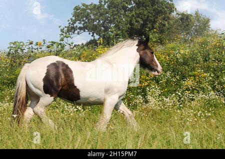 Zigeunerpferd läuft auf der Weide Stockfoto