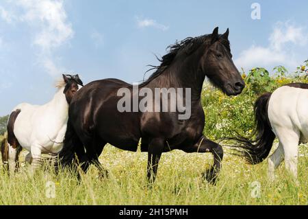 friesisches Pferd steht auf der Weide Stockfoto