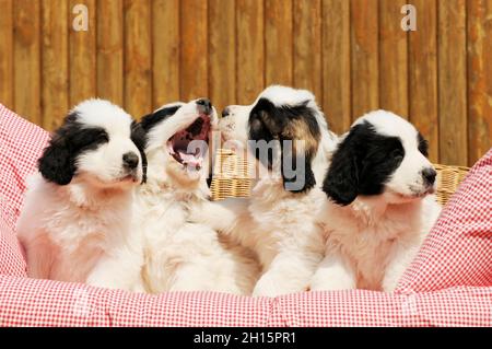 Niedlicher Tierschutzhund der Rasse mastin de los pirineos Stockfoto