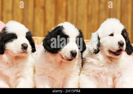 Niedlicher Tierschutzhund der Rasse mastin de los pirineos Stockfoto