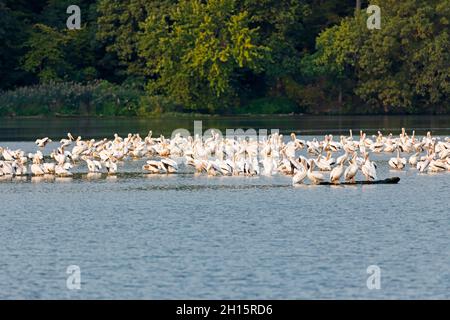 American White Pelicans bei Hungered Rock am Illinois River Stockfoto