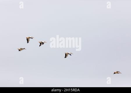 American White Pelicans fliegen über Hungered Rock auf dem Illinois River Stockfoto