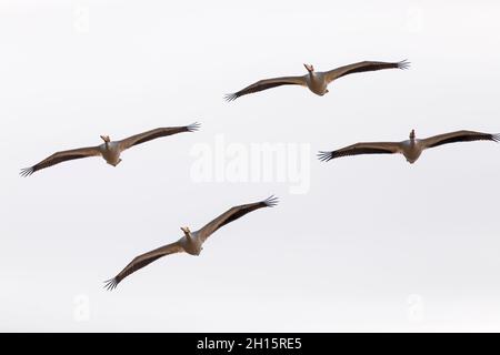 American White Pelicans fliegen über Hungered Rock auf dem Illinois River Stockfoto