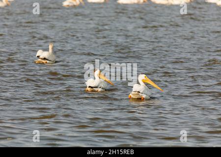 American White Pelicans, Pelecanus erythrorhynchos am Illinois River Stockfoto