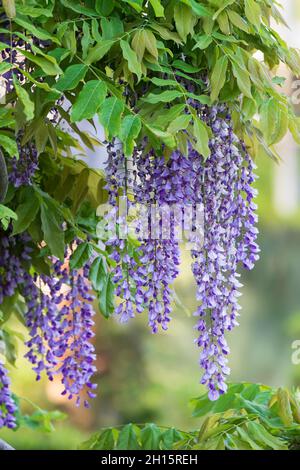 Wisteria sinensis, chinesische Wisteria, in Blüte Stockfoto