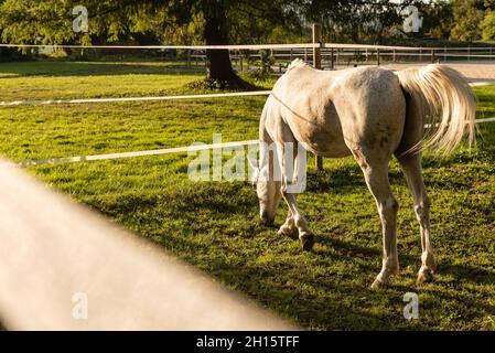Weißes Pferd auf dem Rücken im grünen Feld mit Sonnenuntergang Licht Stockfoto