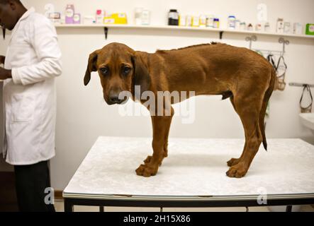 Sehr kranker Hund beim Tierarzt, afrikanischer Arzt im Hintergrund und Medizin Stockfoto
