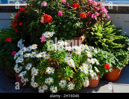 Dachterrassen-Gartenarbeit in New York City Stockfoto