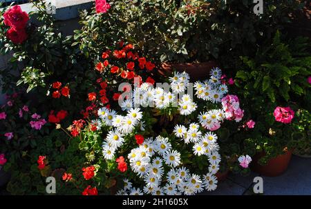 Dachterrassen-Gartenarbeit in New York City Stockfoto