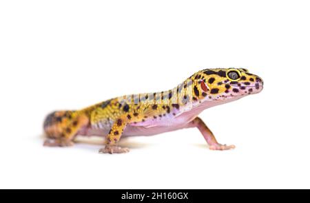 Seitenansicht eines Leopardengeckos, isoliert auf Weiß Stockfoto