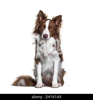 Sitzender brauner und weißer Border-Collie starrt auf die Kamera, isoliert auf Weiß Stockfoto