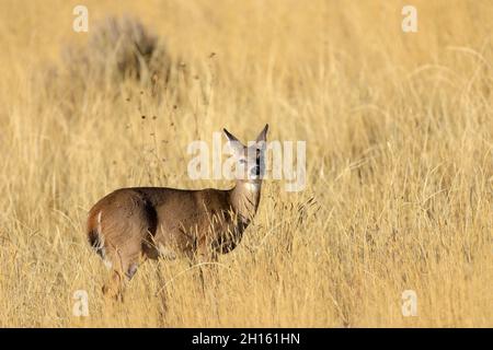 Weißschwanzhirsche tun sich auf einer Wiese mit hohem braunem Gras Stockfoto