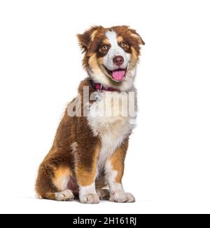 Dreifarbiger keuchender australischer Schäferhund sitzend, isoliert auf Weiß Stockfoto