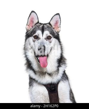 Kopfaufnahme eines keuchenden Alaskan Malamute, isoliert auf Weiß Stockfoto