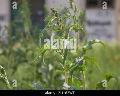 Selektive Unschärfe auf blühenden einjährigen Ragweed, auch Amrbosia oder Artemisia genannt. Es ist eine Pollenblume und Pflanze aus der Aster-Familie bekannt als ein Stockfoto