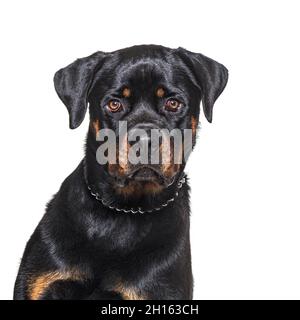 Kopfaufnahme eines Rottweiler, der auf die Kamera schaut, isoliert auf Weiß Stockfoto