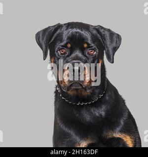 Kopfaufnahme eines Rottweiler, der auf einem grauen hintergrunda auf die Kamera starrt Stockfoto