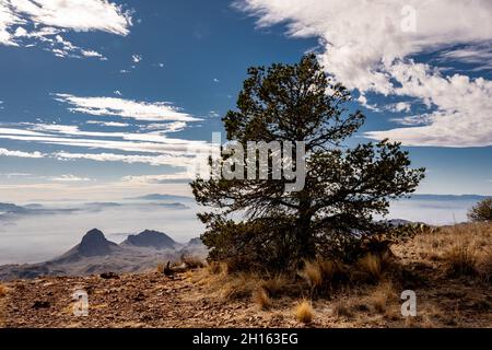 Single Tree steht stolz am Cliff Edge entlang des South Rim Trail in Big Bend Stockfoto