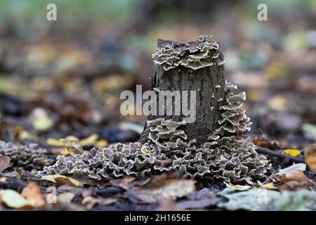 Saprophytischer Pilz auf Baumstumpf, Pilze Stockfoto