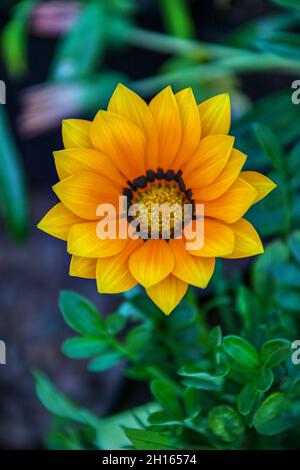 Afrikanische Gazania Gänseblümchen im Garten im Hinterhof, afrikanische Blume Stockfoto