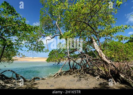 Mangrove am Barra de Camaratuba Beach, in der Nähe von Joao Pessoa, Paraiba, Brasilien am 1. April 2007. Stockfoto