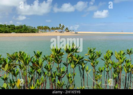 Mangrove am Barra de Camaratuba Beach, in der Nähe von Joao Pessoa, Paraiba, Brasilien am 1. April 2007. Stockfoto