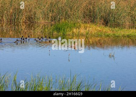 Ein Harrier Hawk hat einen gewöhnlichen Russ gefangen und ertrunken, schleppt ihn an Land und fängt an, Federn im Merced NWR in Kalifornien, USA, zu pflücken Stockfoto