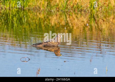 Ein Harrier Hawk hat einen gewöhnlichen Russ gefangen und ertrunken, schleppt ihn an Land und fängt an, Federn im Merced NWR in Kalifornien, USA, zu pflücken Stockfoto