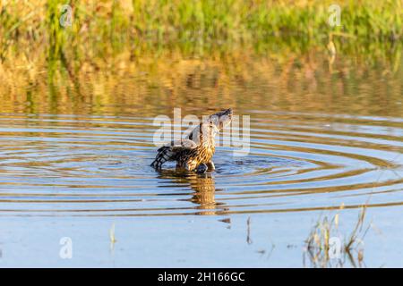 Ein Harrier Hawk hat einen gewöhnlichen Russ gefangen und ertrunken, schleppt ihn an Land und fängt an, Federn im Merced NWR in Kalifornien, USA, zu pflücken Stockfoto