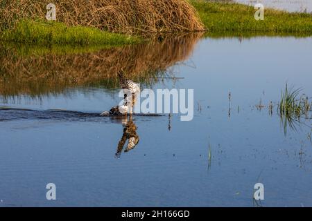 Ein Harrier Hawk hat einen gewöhnlichen Russ gefangen und ertrunken, schleppt ihn an Land und fängt an, Federn im Merced NWR in Kalifornien, USA, zu pflücken Stockfoto