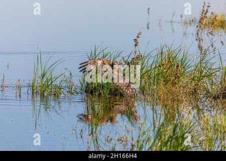 Ein Harrier Hawk hat einen gewöhnlichen Russ gefangen und ertrunken, schleppt ihn an Land und fängt an, Federn im Merced NWR in Kalifornien, USA, zu pflücken Stockfoto