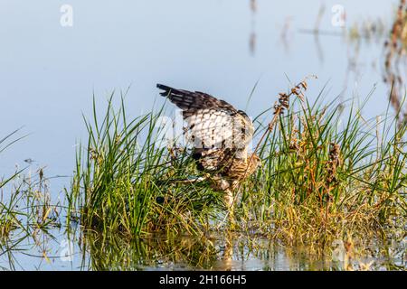 Ein Harrier Hawk hat einen gewöhnlichen Russ gefangen und ertrunken, schleppt ihn an Land und fängt an, Federn im Merced NWR in Kalifornien, USA, zu pflücken Stockfoto