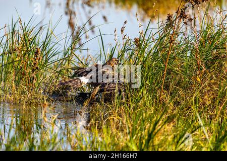 Ein Harrier Hawk hat einen gewöhnlichen Russ gefangen und ertrunken, schleppt ihn an Land und fängt an, Federn im Merced NWR in Kalifornien, USA, zu pflücken Stockfoto