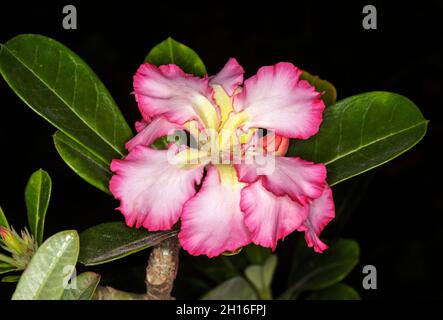 Atemberaubende rosa und weiße Blume von Adenium obesum, Afrikanische Wüstenrose, mit gekräuselten Blütenblättern und tiefgrünen Blättern auf schwarzem Hintergrund Stockfoto