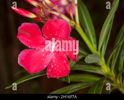 Lebhaft rote Blüte, Knospen und grüne Blätter von Nerium Oleander 'Monrovia Red', einem immergrünen Strauch mit giftigem saft, auf dunklem Grund, in Australien Stockfoto