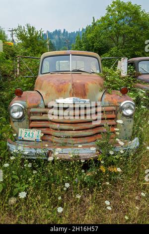 Überwucherte Unkräuter umgeben einen antiken Chevy Truck in einem Schrottplatz in Idaho, USA Stockfoto