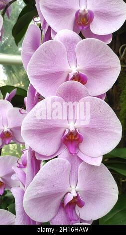 Landschaftlich schöne Orchideen vom National Orchid Garden in Singapur Stockfoto
