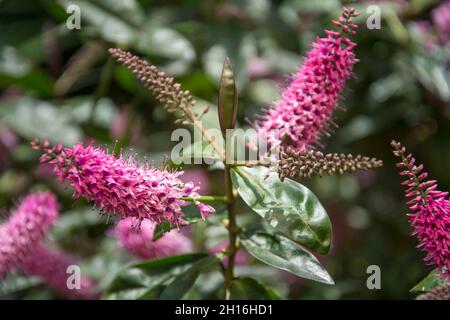 Schöne lila Tutini Blume, auch als Pukumani Pole genannt Stockfoto