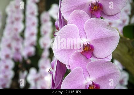 Landschaftlich schöne Orchideen vom National Orchid Garden in Singapur Stockfoto