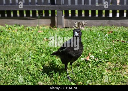 Weibliche australische Elster, die auf einem Rasen steht, mit einem Holzzaun im Hintergrund, auf der rechten Seite des Vogelkörpers scheint Sonnenlicht Stockfoto