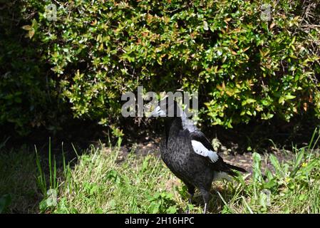 Australische Elster, die auf einem sonnenbeschienenen Rasen steht, mit einer Hecke im Hintergrund, deren Schnabel einen Schatten auf die Brust wirft Stockfoto