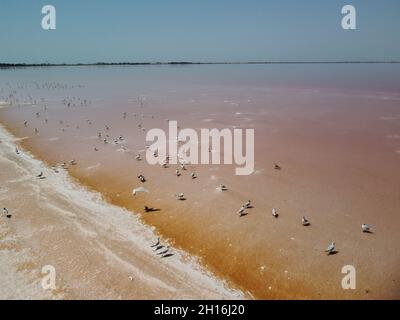 Fliegen über Möwen am rosa Salzsee. Salzproduktionsanlagen Salzverdampfungsteich im Salzsee. Dunaliella salina verleiht ein rotes, rosafarbenes Wasser Stockfoto
