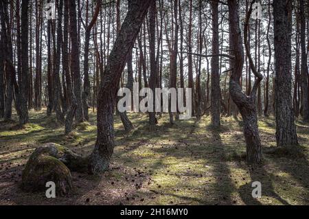 Tanzender Wald ungewöhnlich verdrehter Bäume im Kurischen Nehrung Nationalpark, Kaliningrad. Stockfoto