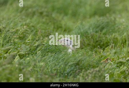 Männchen Großtrappe, Otis tarda, in offenem Grasland in der Brutzeit. Salisbury Plain, Wilts. Stockfoto
