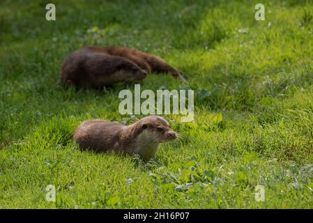 Schönes Porträt von Otter Mustelidae Lutrinae im Sommer Sonnenlicht auf üppigem Gras Stockfoto